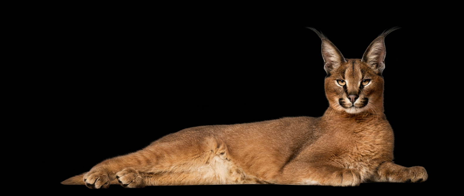Caracat de la chatterie Karmacat aux traits sauvages hérités du caracal